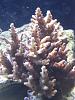 Acropora loripes