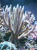 Acropora abrolhosensis