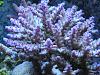 Acropora insignis