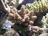 Acropora gemmifera