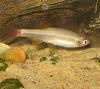 Tanichthys albonubes