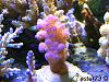 Pocillopora verrucosa