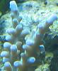 Acropora turaki