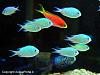 Chromis viridis