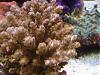 Acropora desalwii