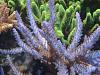 Acropora formosa