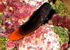 Ecsenius bicolor
