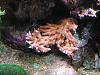 Acropora hyacinthus