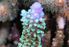 Acropora microphthalma