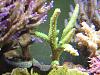 Acropora nobilis