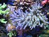 Acropora prostrata