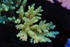 Acropora tenuis