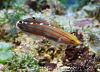 Amblygobius rainfordi