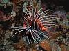 Pterois Radiata