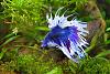 Betta splendens