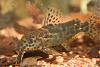 Synodontis waterloti   DAGET 1962