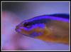 Pseudochromis aldabraensis