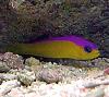 Pseudochromis diadema