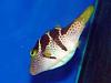 Canthigaster valentini