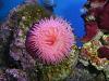 Actinia aequina