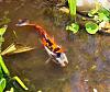 cyprinus carpio "koi"