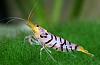 Caridina sp. cantonensis var. "Tiger"