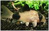 Corydoras panda