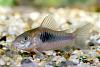 Corydoras aeneus