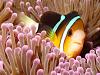 Amphiprion clarkii