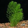 Myriophyllum simulans