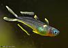 Pseudomugil (Popondichthys) furcatus