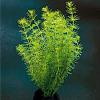 Bacopa myriophylloides