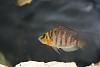 Altolamprologus compressiceps