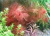 Myriophyllum tuberculatum Red