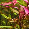 Polygonum var. Sao Paulo