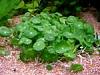 Hydrocotyle verticillata Thunb.