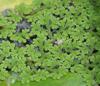 Azolla caroliniana Wild.