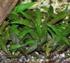 Cryptocoryne affinis (Hooker) Brown