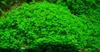 Hemianthus callitrichoides Griseb.