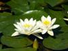 Nymphaea alba L.