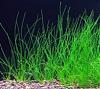 Eleocharis parvula ( Roem. & Schult. ) Palla