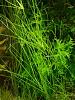 Eleocharis vivipara Link