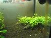 Hydrocotyle Sp. Japan "New"