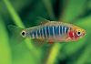 Danio erythromicron