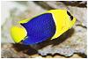 Centropyge bicolor