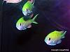 Chromis caerulea