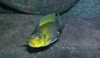 L'avatar di peppone