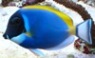sgx avatar