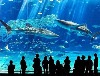 L'avatar di Commint