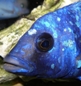 L'avatar di gsaporita